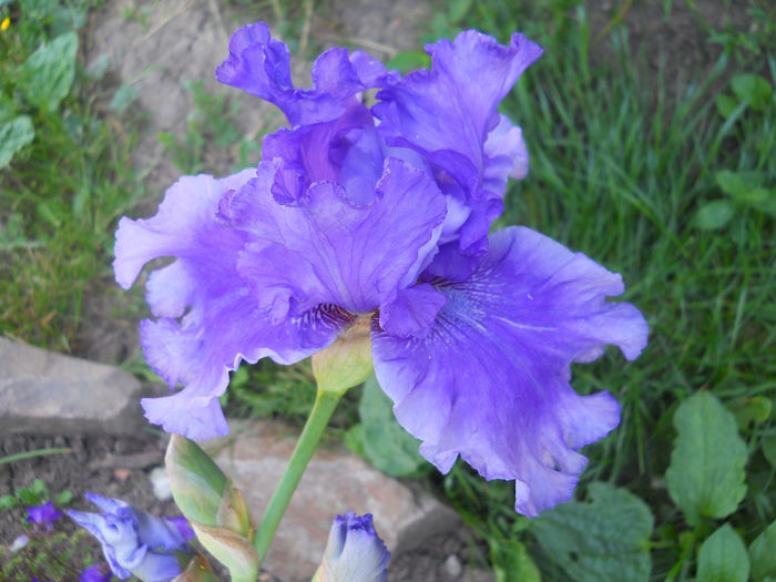 DSCN3488 - irisi 2014