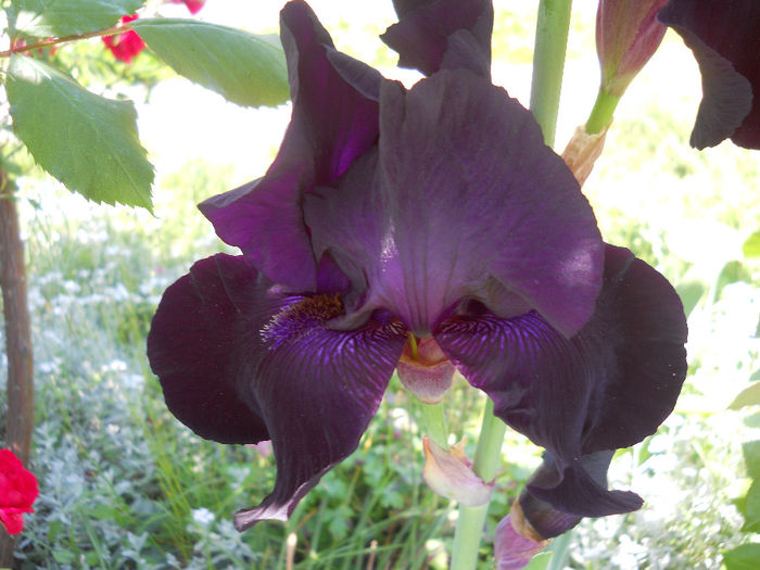 DSCN3474 - irisi 2014