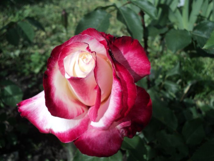 DSC04440 - 05-trandafirii mei