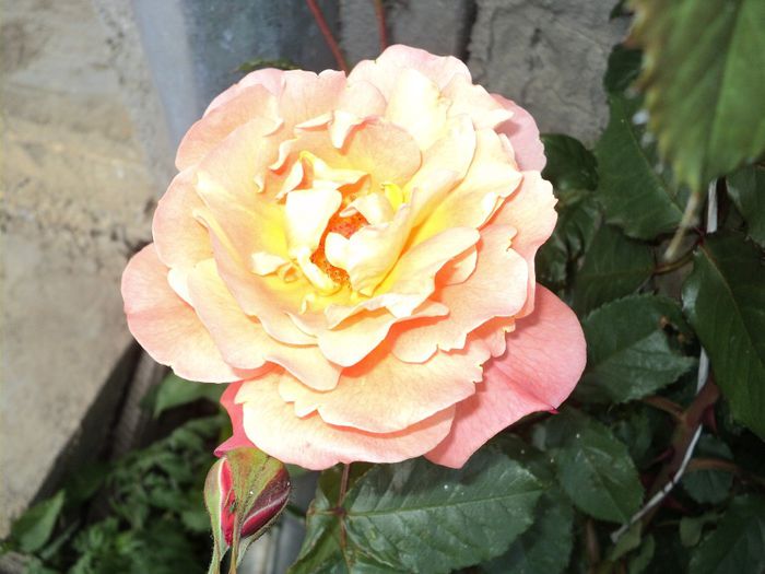 DSC04431 - 05-trandafirii mei