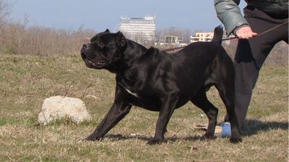 Cane_Corso - Despre rasa Cane Corso