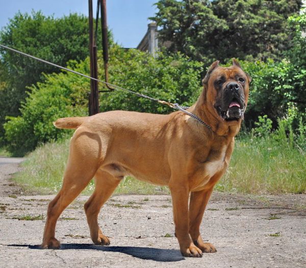 Cane_Corso