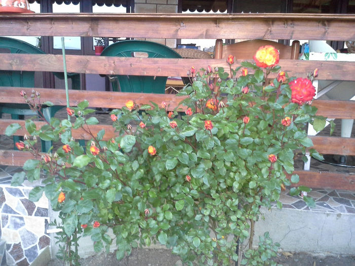 trandafirii din curtea unei verisoare - CONTACT