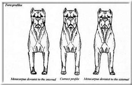 CaneCorsoStandardFront