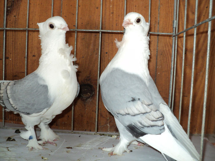 DSC00528 - Blueti