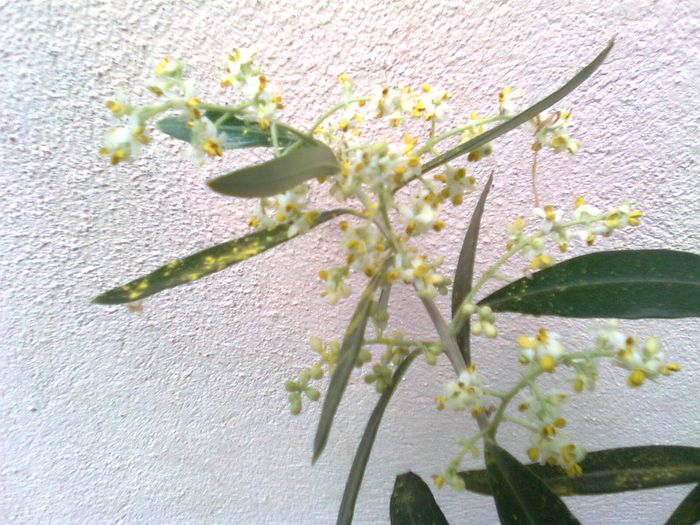 Flori de maslin - Recunoasterea arborilor dupa flori