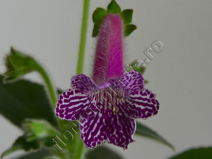 Kohleria Isabell (ni)