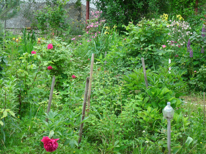 muult verde :) - 2014-1-in gradina