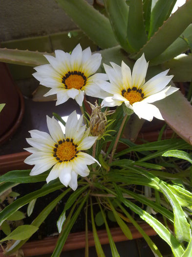 240520147858 - balcon 2014