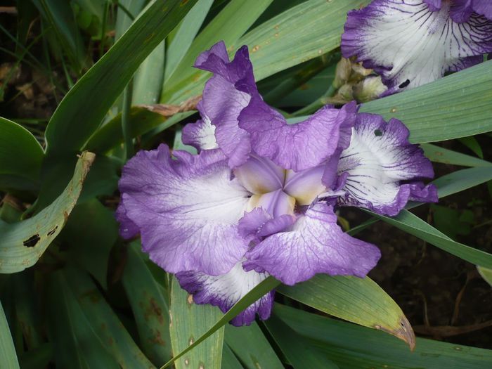 P1200445