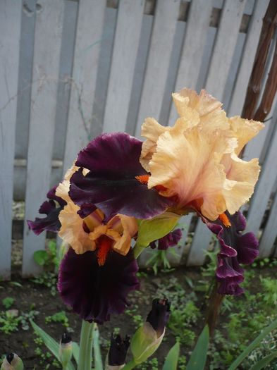 P1200516