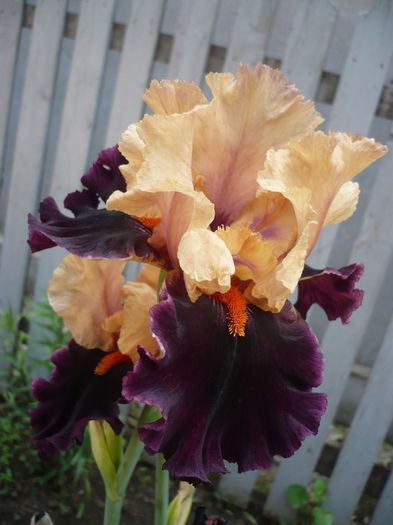 P1200517