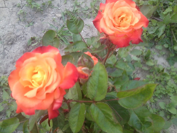 Fotografie0865 - flori de gradina2014