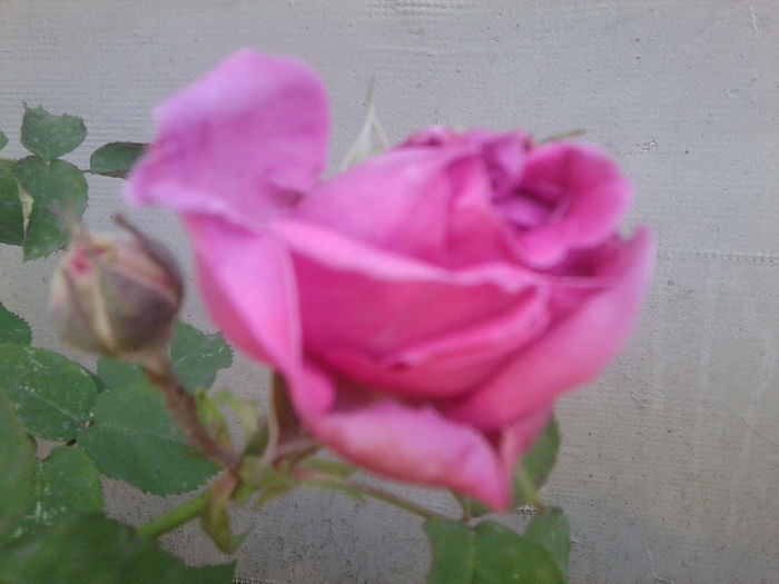 Fotografie0887 - flori de gradina2014