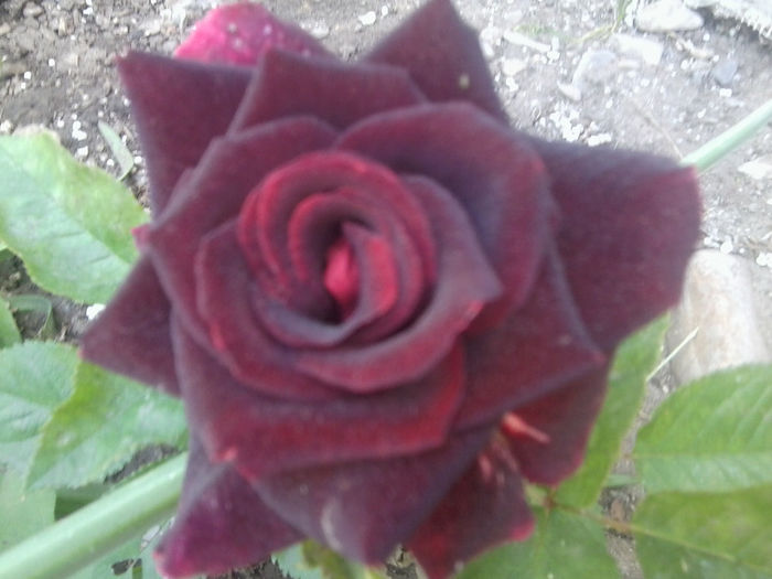 Fotografie0890 - flori de gradina2014