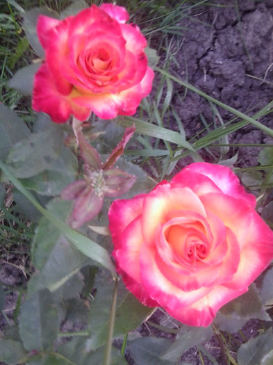 Fotografie0904 - flori de gradina2014