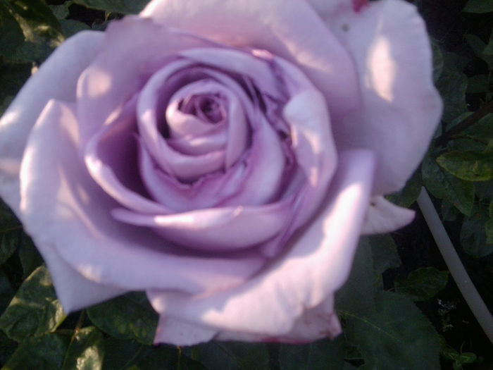 Fotografie0912 - flori de gradina2014