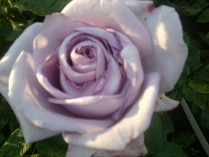 Fotografie0913 - flori de gradina2014