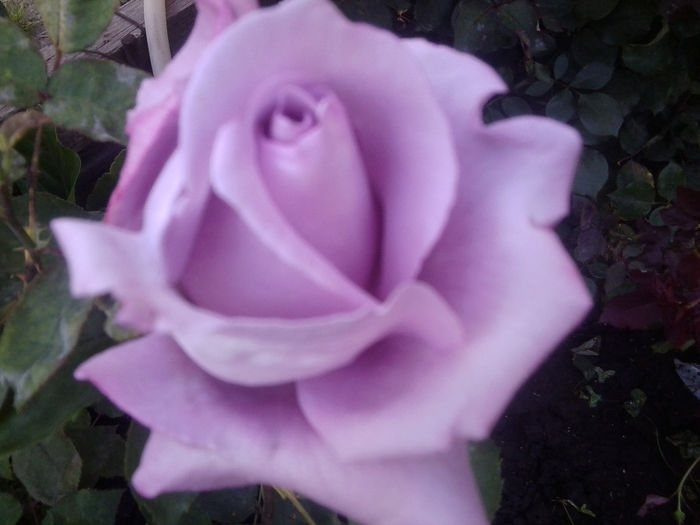 Fotografie0915 - flori de gradina2014