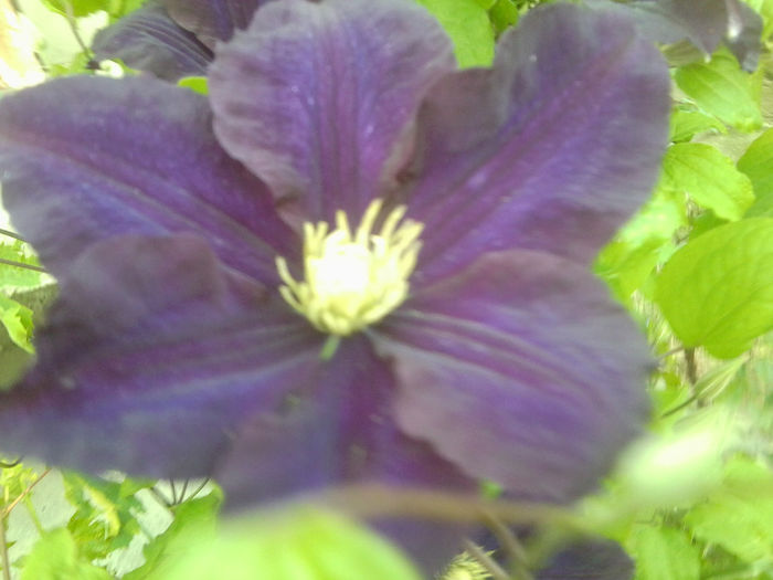 Fotografie0924 - flori de gradina2014