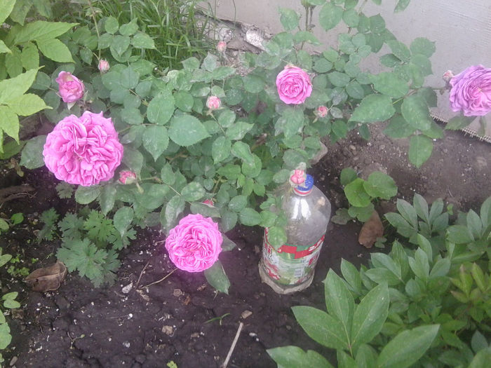 Fotografie0950 - flori de gradina2014