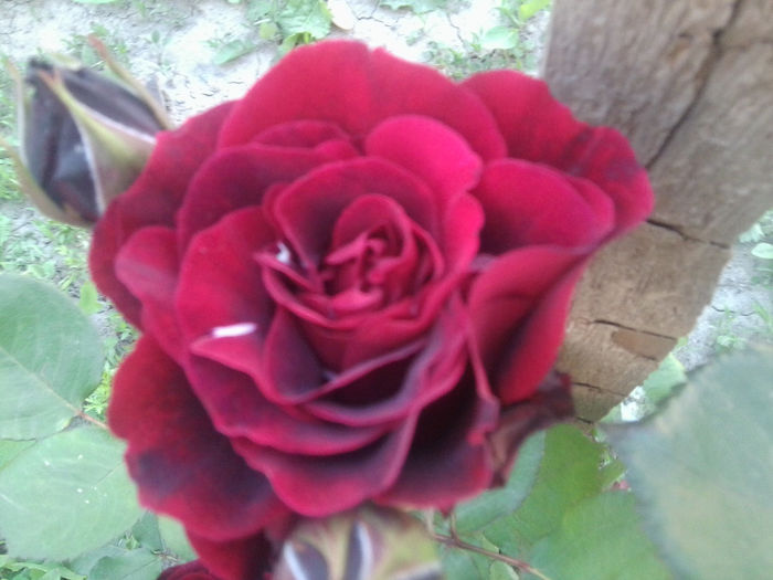 Fotografie0879 - roze2014