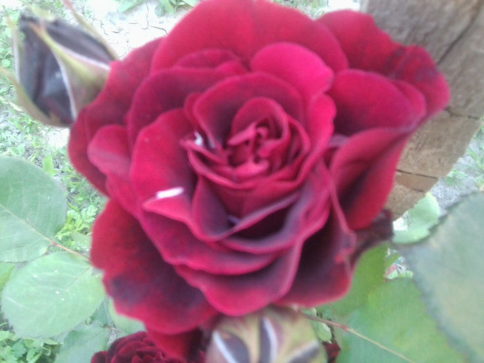 Fotografie0880 - roze2014