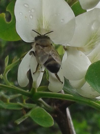 20140524_112527 - apicultura 2014
