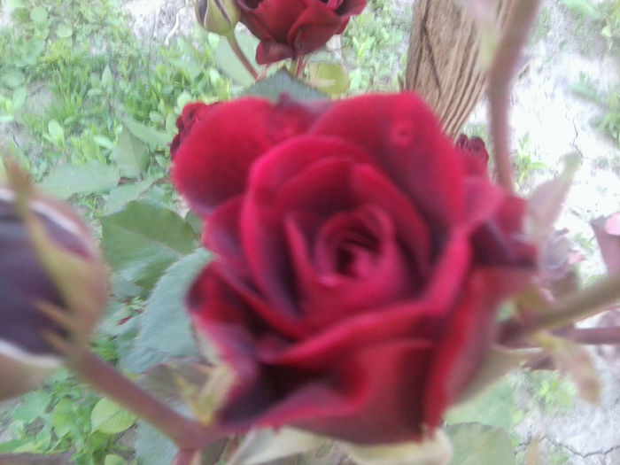 Fotografie0882 - roze2014