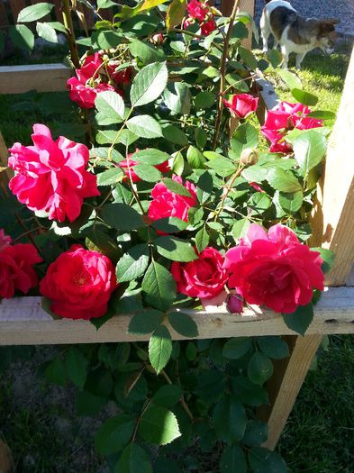 Grand Chateau trebuia sa fie