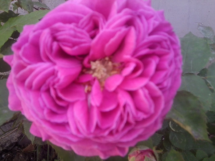 sau madame isaac de pereire - roze2014