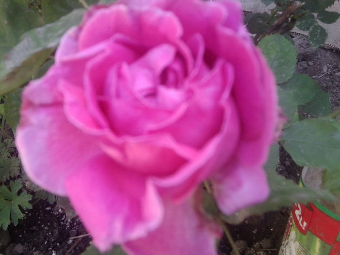 Fotografie0885 - roze2014