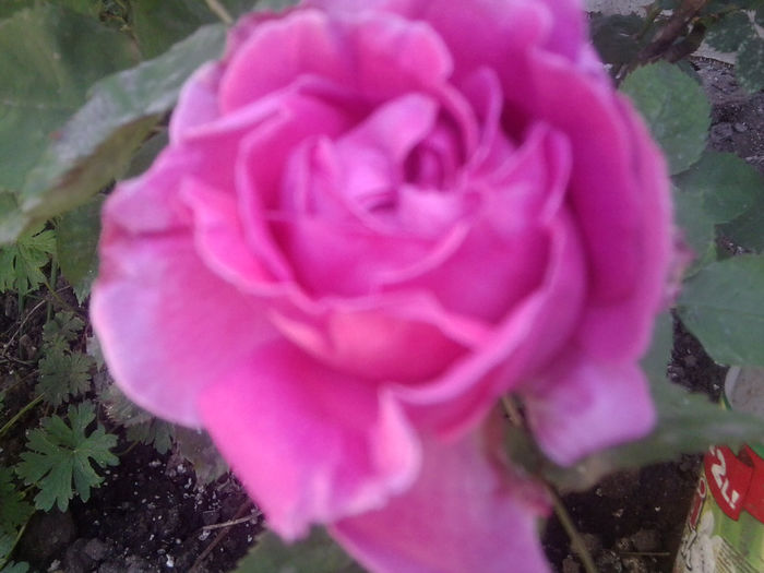 Fotografie0886 - roze2014