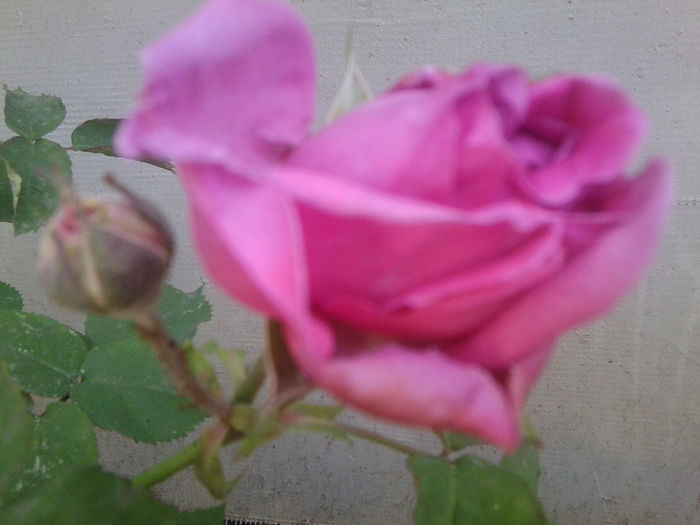 Fotografie0888 - roze2014