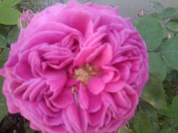 Fotografie0889 - roze2014