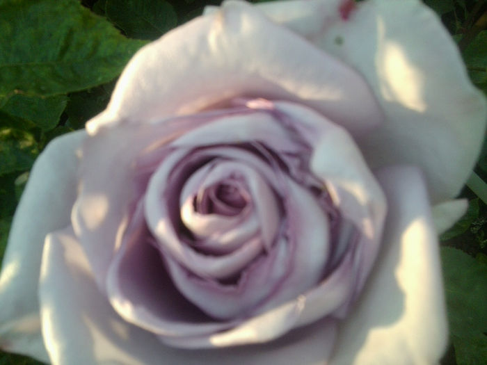 Fotografie0917 - roze2014