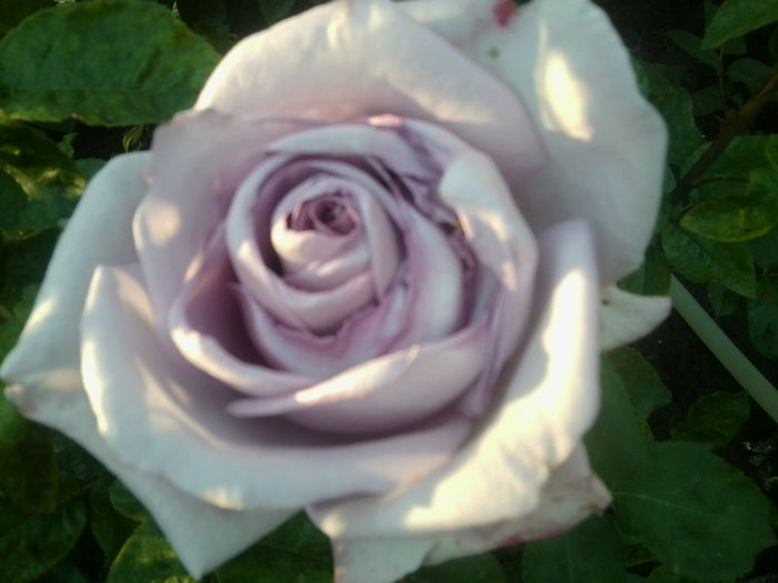 Fotografie0918 - roze2014