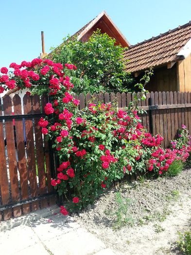 20140524_104129 - trandafiri 2014