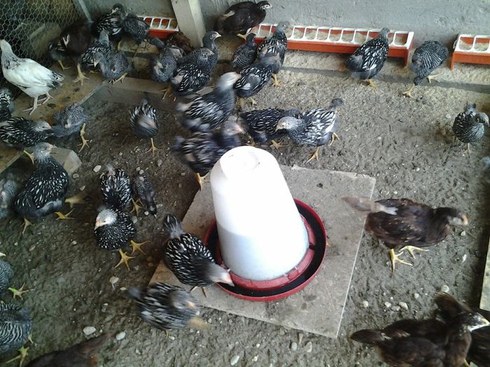 20140521_160841 - pui a 2 serie 2014