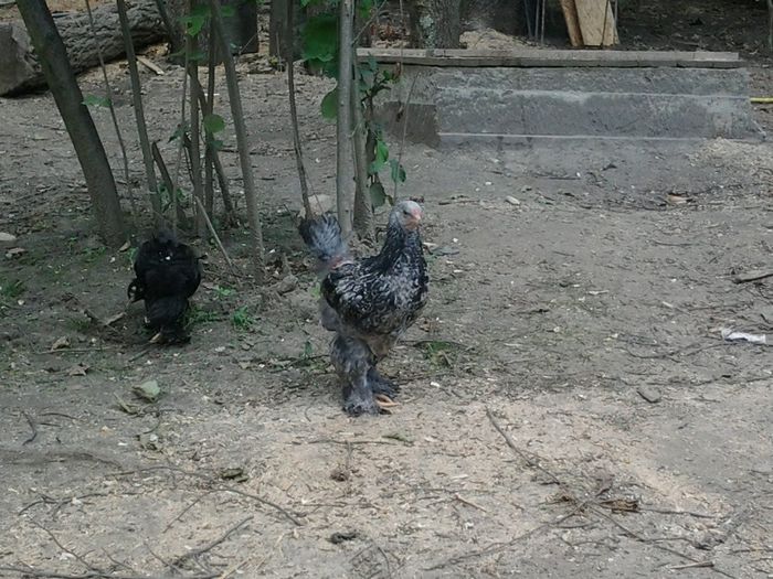 20140524_142549 - pui a 2 serie 2014