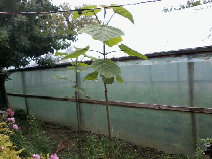 2014-05-24 11.53.23 - Paulownia Tomentosa