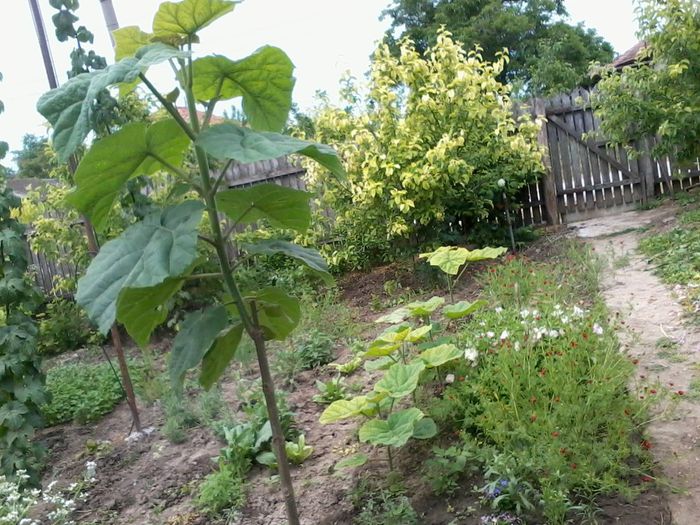 2014-05-24 11.53.35 - Paulownia Tomentosa