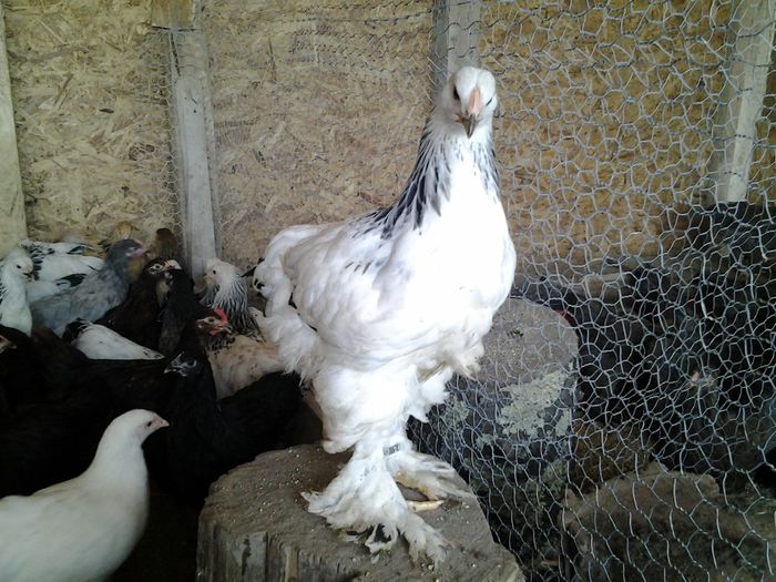 20140521_160925 - pui prima serie 2014         27 februarie