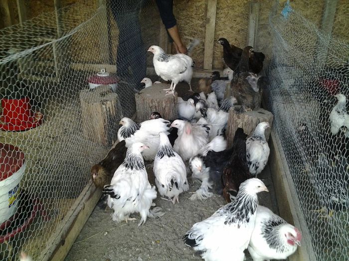 20140521_160822 - pui prima serie 2014         27 februarie