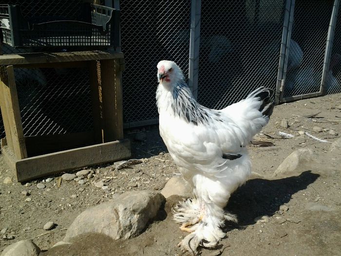 20140521_161240 - pui prima serie 2014         27 februarie