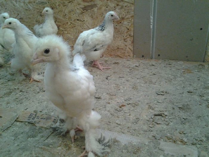 20140524_144639 - pui a-3-a serie