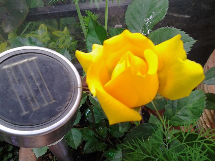 20140524_172150 - 1mai