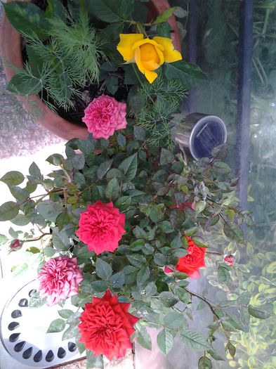 20140524_105009 - 1mai