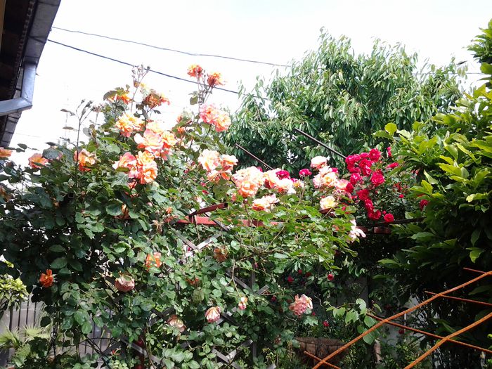 20140524_104750 - 1mai