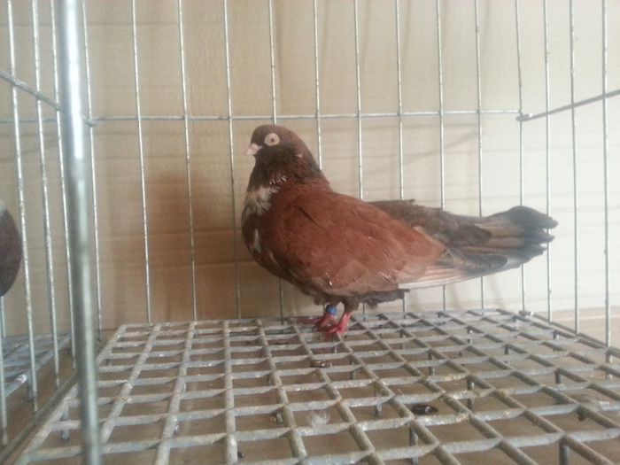 20140524_131751 - 03-Zburatori ORBETENI